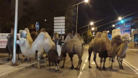 إسبانيا.. جمال هاربة تتنزه في شوارع مدريد